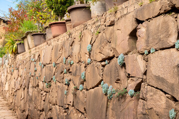 In Shaxi Ancient Town, along the Tea Horse Ancient Road, you can find buildings with succulent...