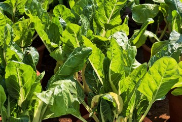 Obraz premium Swiss Chard, spinach, beet, silver beet, Seakale beet, Chard