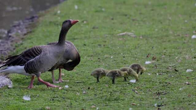 Family of greylag geese with small babies. The greylag goose, Anser anser is a large goose species of the waterfowl family Anatidae