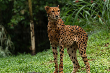 Cheetah portrait with a head on view, copy space for text