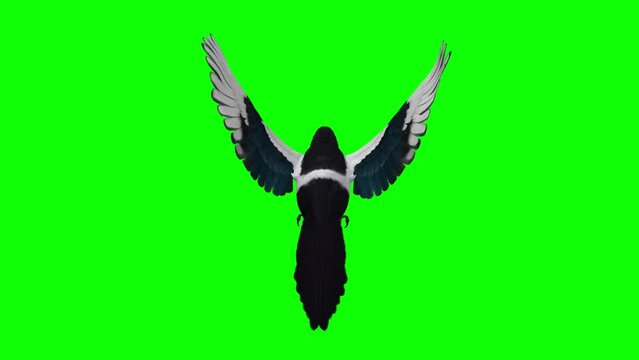 Magpie Bird - Flying Loop - Back View CU - Green Screen - Naturalistic realistic 3D animation isolated on green background