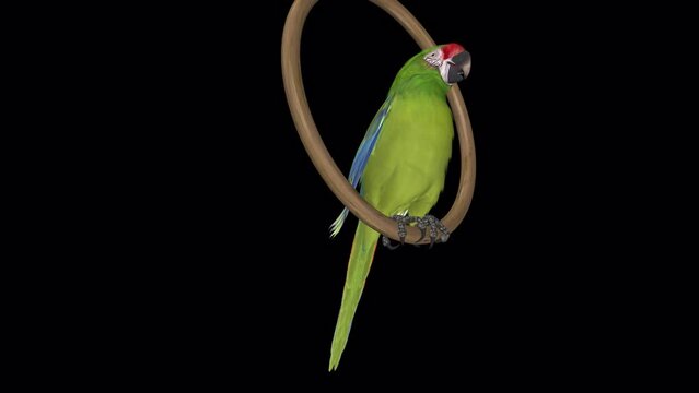 Parrot Bird - Green Macaw - Swinging and Talking on Wooden Ring - Transparent Loop - Realistic 3D animation isolated with alpha channel