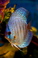 Discus, freshwater fish (genus Symphysodon) in aquarium
