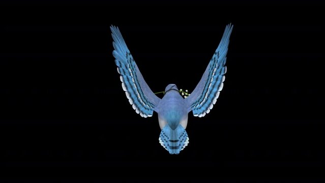 Blue Jay Bird with White Lily Flower - Flying loop - Back Top View - Realistic 3D animation isolated on transparent background with alpha channel
