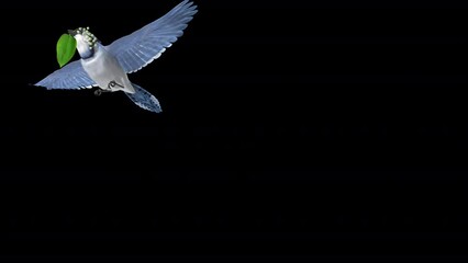 Blue Jay Bird with White Lily Flower - Flying Transition 02 - Realistic 3D animation isolated on transparent background with alpha channel
