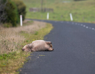 An Australian wombat lies dead beside a road in rural Victoria. Many slow-moving wombats are killed...