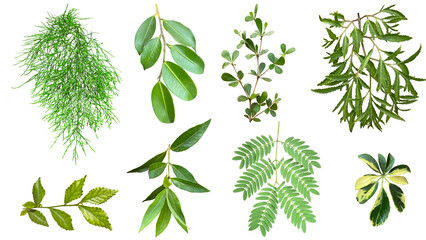 various type of twigs and green leaves isolated on transparent background, suitable for design materials, PNG.	