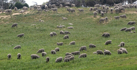 A flock of fat healthy merino sheep feeding on lush pasture, rural Australia.