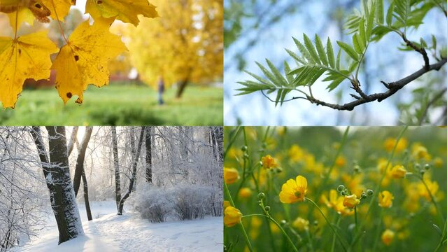 Seasons - collage with the image of nature at different times of the year. A beautiful collage - autumn, winter, spring, summer - four seasons.