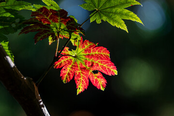紅葉のはじまり