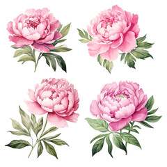 Pink peony flowers with leaves watercolor paint on white © Oleksiy