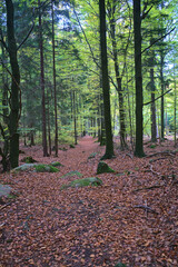 Sklarky waterfall in Sklarszka Poreba, Poland