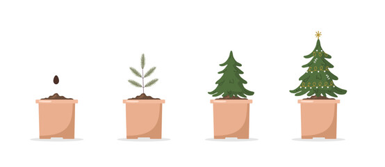 Growing Christmas tree in pot. Festive green spruce grown from seeds in container. Stages of growth of fir. Eco friendly home decoration on white background. Vector illustration in flat cartoon style.