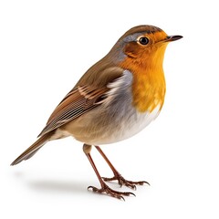 Fototapeta premium Robin