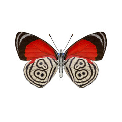 Diaethria Clymena Butterfly PNG