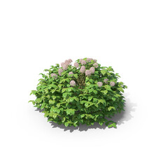 Meadow Sweets Plant PNG