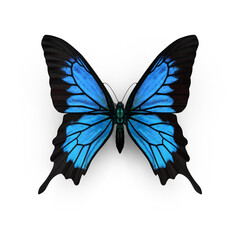 Papilio Ulysses Butterfly PNG