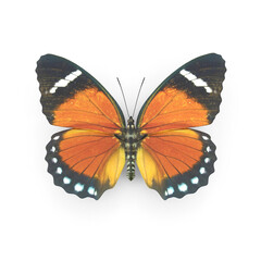 Fototapeta na wymiar Orange Forester Butterfly PNG