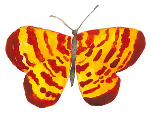 Watercolor butterfly on white background 