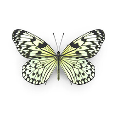 Tree Nymph Butterfly PNG