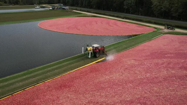 A yellow boom surrounds cranberries in  a cranberry bog.  A tractor pulls the boom and cranberries to one corner of the cranberry bog.