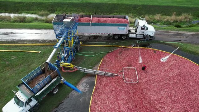 From the cranberry bog, cranberries are pumped up into a separator.  The cranberries are separated from debris and dropped into an open air trailer ready for transport.