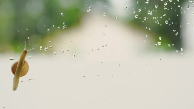 rain drop and snail walking on window