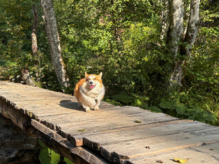 Very fluffy corgi dog stands on a wooden bridge, looks aside and smiles