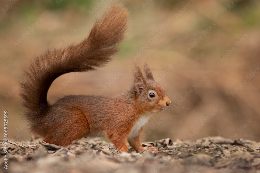 Aufkleber A close up of a red squirrel with ear tufts. It is taken from ground level and shows its bushy tail. A natural out of focus background with space for text.