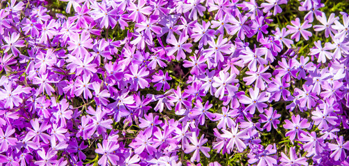 Natural background of small purple flowers

