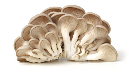 oyster mushroom on white background