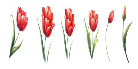 Red tulip in watercolor. Vector illustration on transparent background
