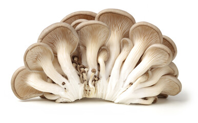 oyster mushroom on white background