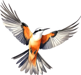 Watercolor paintings of colorful Scissor-tailed flycatcher birds.   - obrazy, fototapety, plakaty