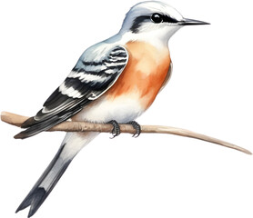 Obraz premium Watercolor paintings of colorful Scissor-tailed flycatcher birds. 