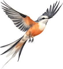 Obraz premium Watercolor paintings of colorful Scissor-tailed flycatcher birds. 