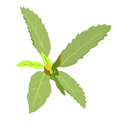 vector illustration of Sida acuta on a white background