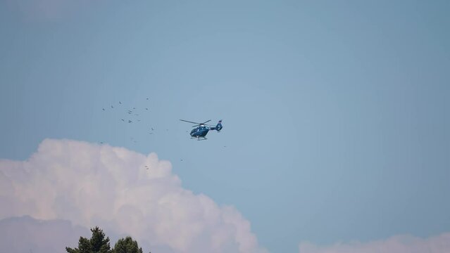 A helicopter in the sky nearing the flock of birds.