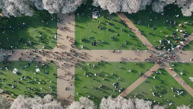 Top-down timelapse shot of students relaxing at the University of Washington cherry blossom festival