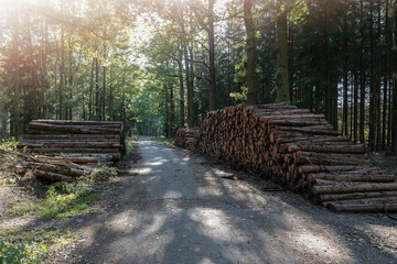 Wooden logs in forest. Beautiful sunny day. - 668035920