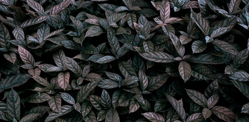 full of dark green leaves in the background concept, tropical leaves green abstract texture, nature background,