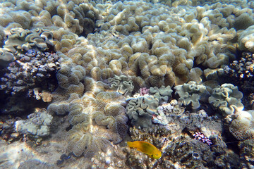 coral reef in the Red Sea