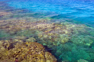 Fototapeta na wymiar coral sea from egypt