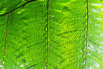green fern leaves texture