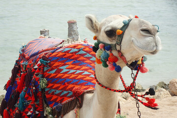 camel from the makadi beach