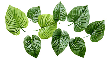 Tropical Tree Leaves Casting Shadows on White Background Isolated on Transparent or White Background, PNG