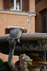 Fototapety  Architektura Rzymu, Fontana delle Tartarughe, Roma, Italia.