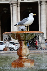 Gabiano na fontannie w Rzymie, Italia.