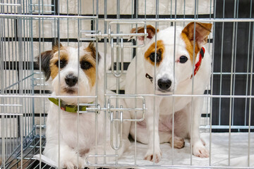 two jack russell terriers sitting in a cage