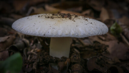 Thelephorales, blooming, at the end of the rainy season, going into winter, born on the ground, or dead, decaying
